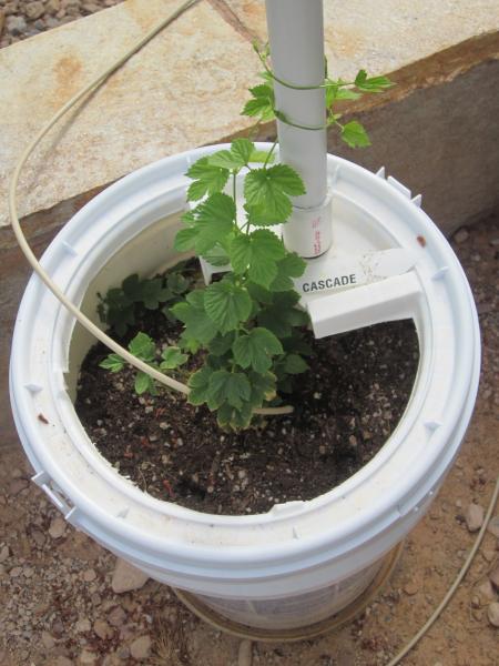 Home Grown Hops CASCADE (AMERICAN).jpg