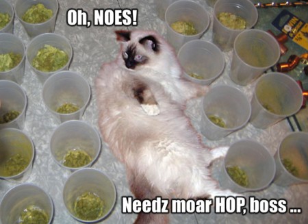 lolcat-hops-beer-brewery.jpg
