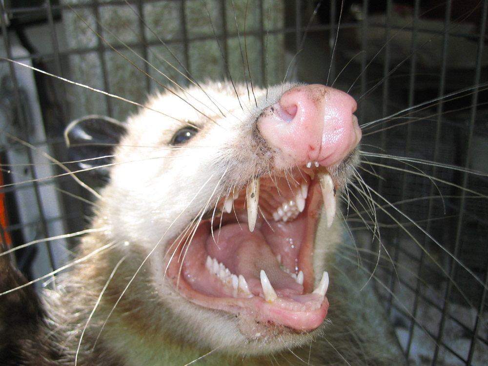 opossum-angry.jpg