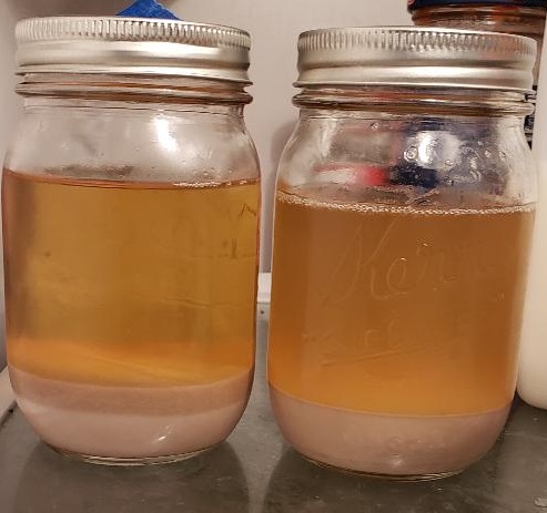 yeast starter.jpg