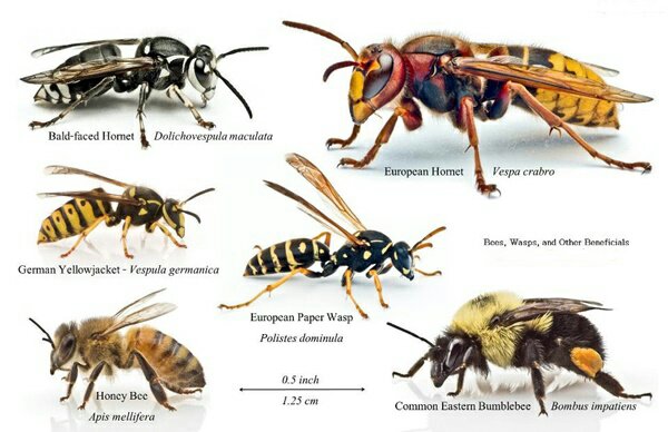 difference-between-wasps-bees-hornets-yellow-jackets.jpeg