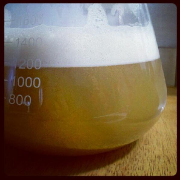 wild yeast 02.jpg