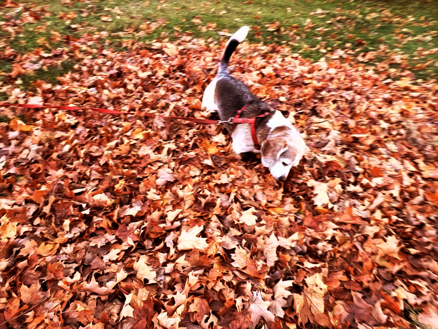 the howdys leaf pile.jpg