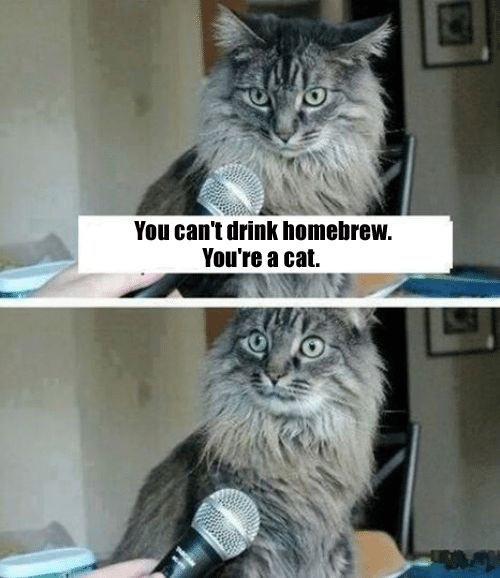 DidYouKnowCatBrew.jpg