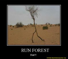 c8688f8bede21a0d0a53c66291fd7541--forrest-gump-forests.jpg