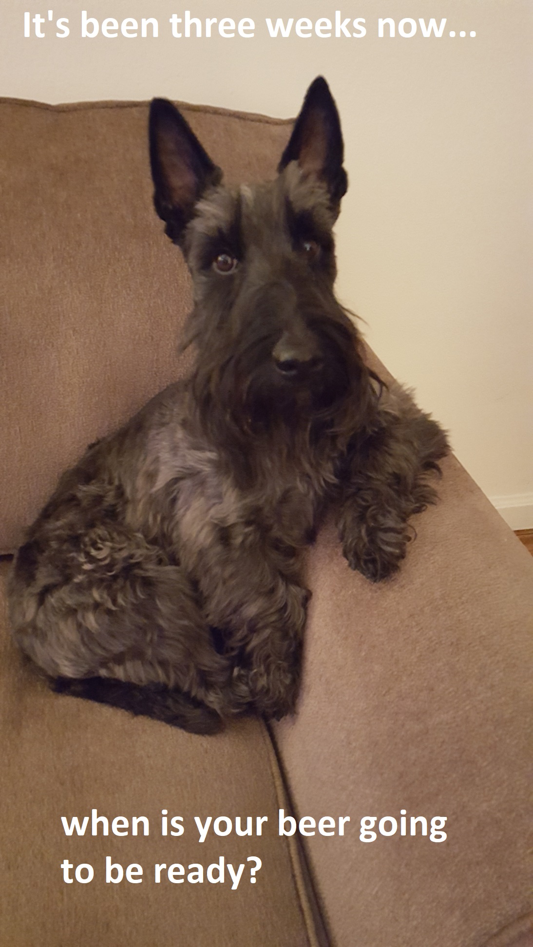 dogsofa1.jpg