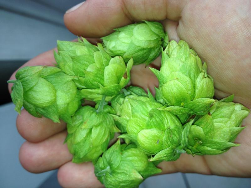 1st Harvested Hops 6:24:12.jpg