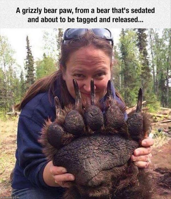 bearpaw1.jpg