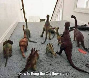 cat1.jpg