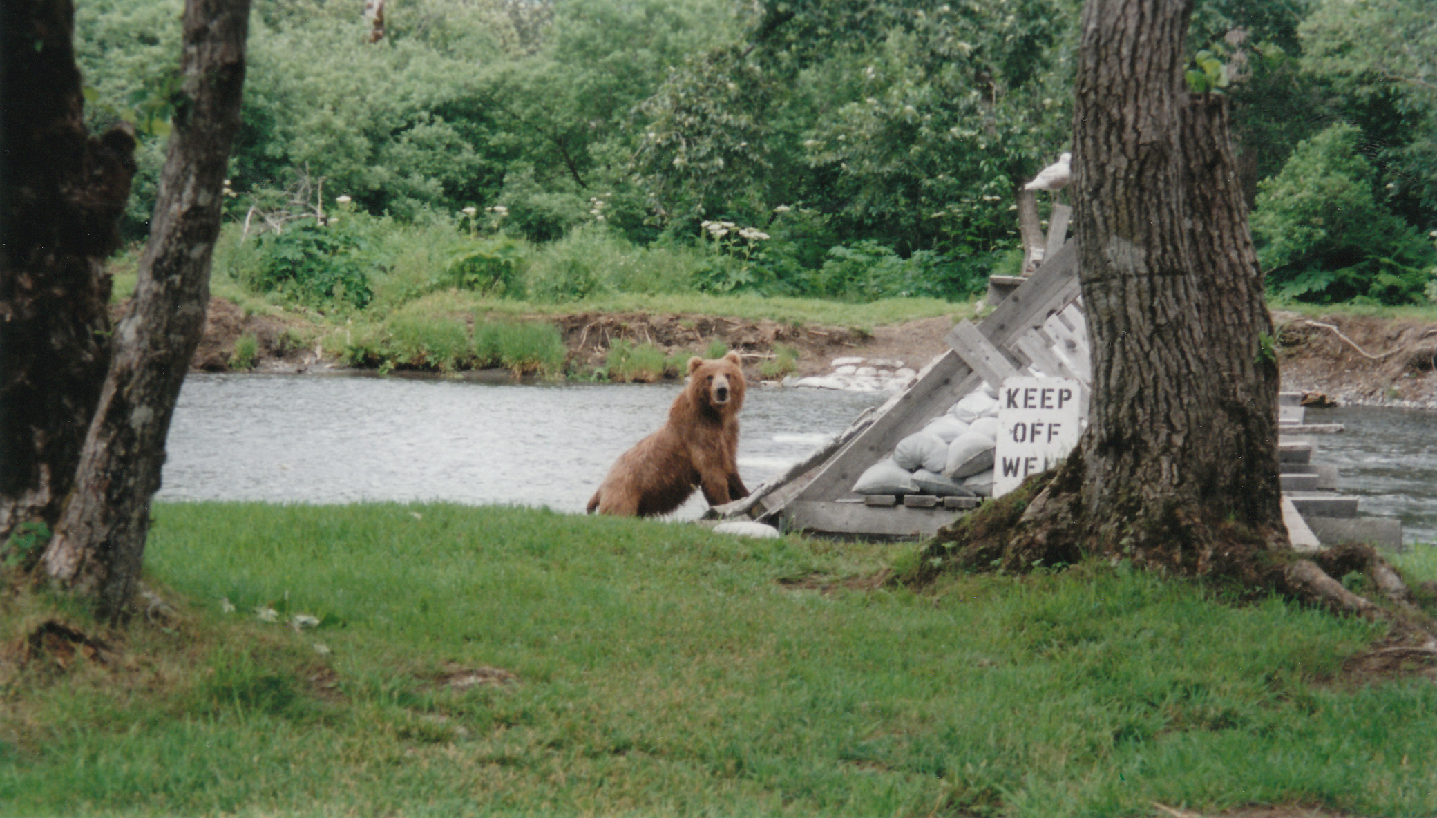 Kodiak Bear.jpg