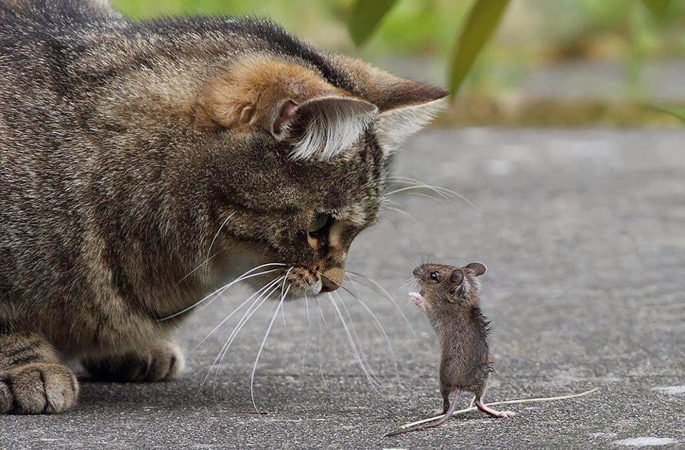 catmouse1.jpg
