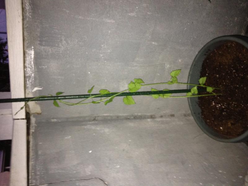 Propagated Hop bines 6:27:12.jpg