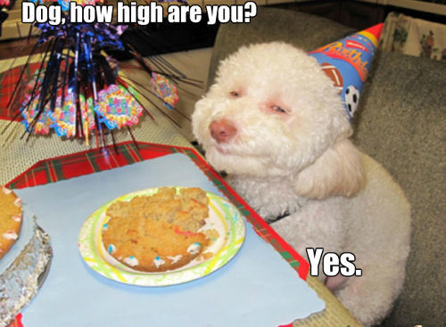 stoner-dog-yes-high.png