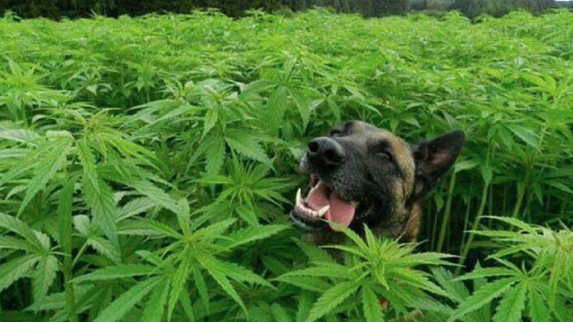 german-shepherd-in-marijuana-field.jpg
