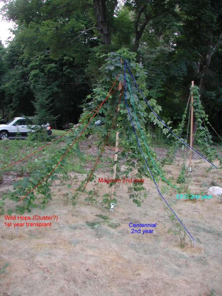 Hop May Pole.jpg Hop May Pole.jpg