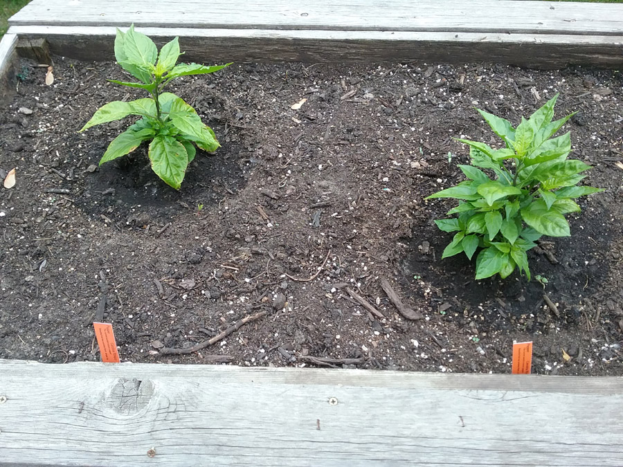 peppers3.jpg
