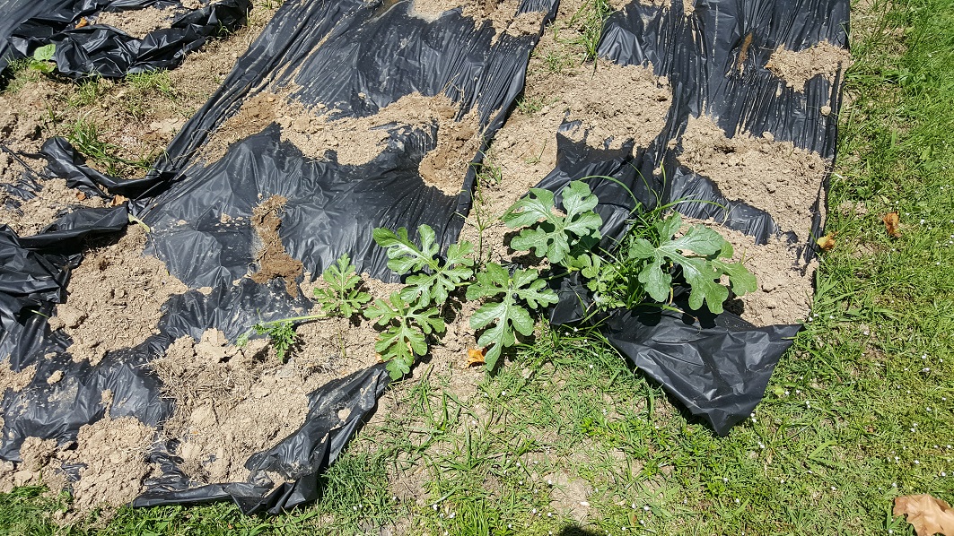 20190616_134510.jpg