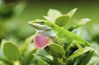 lizard.jpg