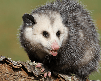 opossum-outside-ct-home.png