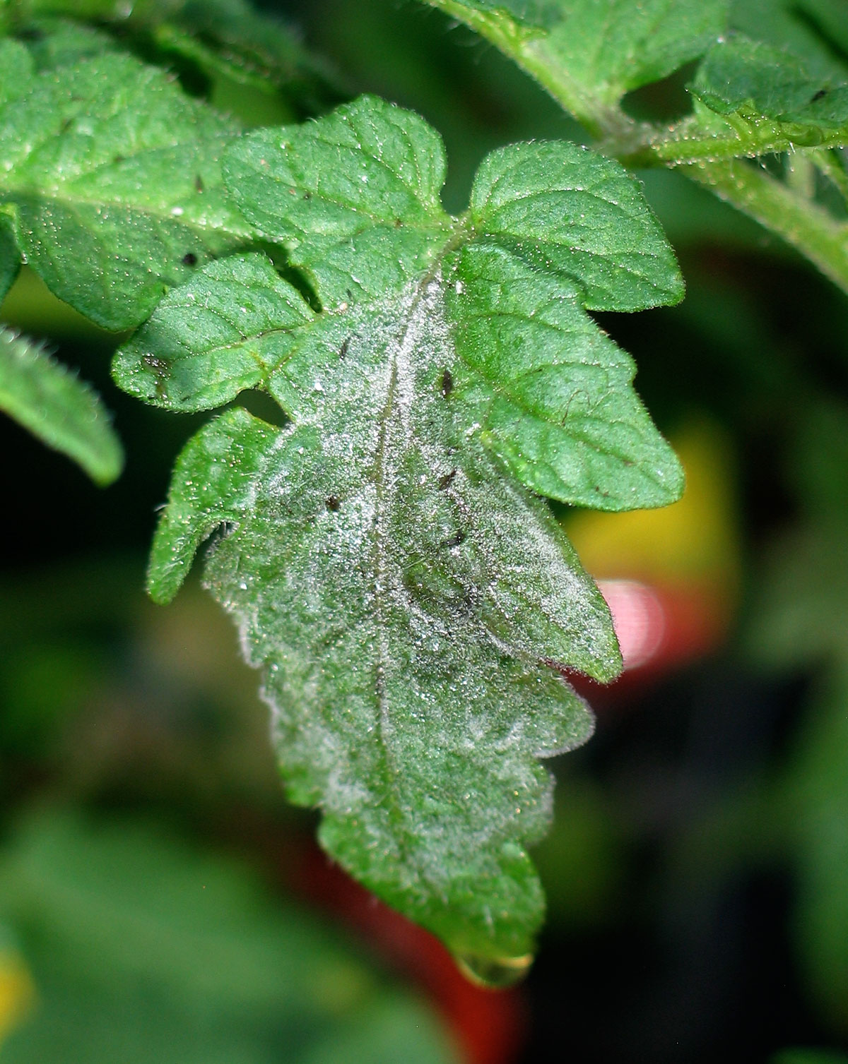 late_blight_tomato_transplant2x1200.jpg