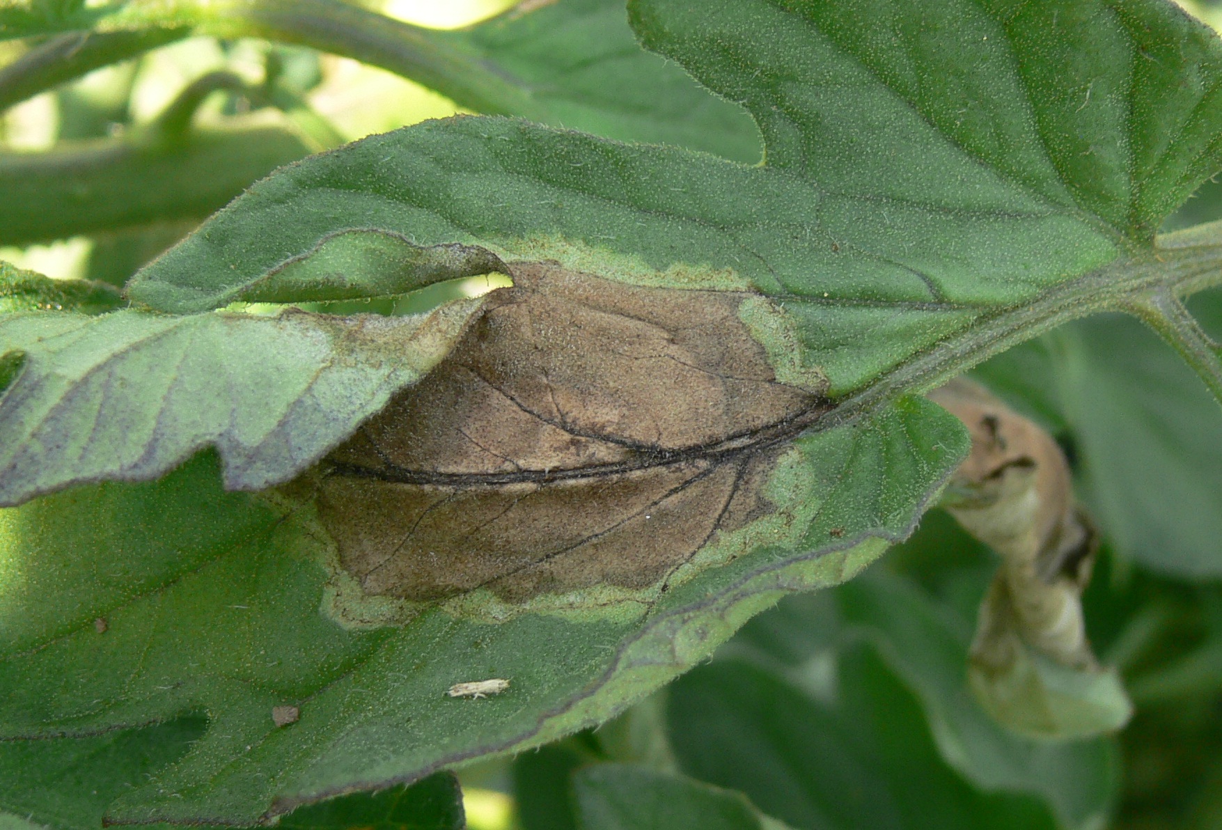 tomato-late-blight-conn-2015-137c.jpg