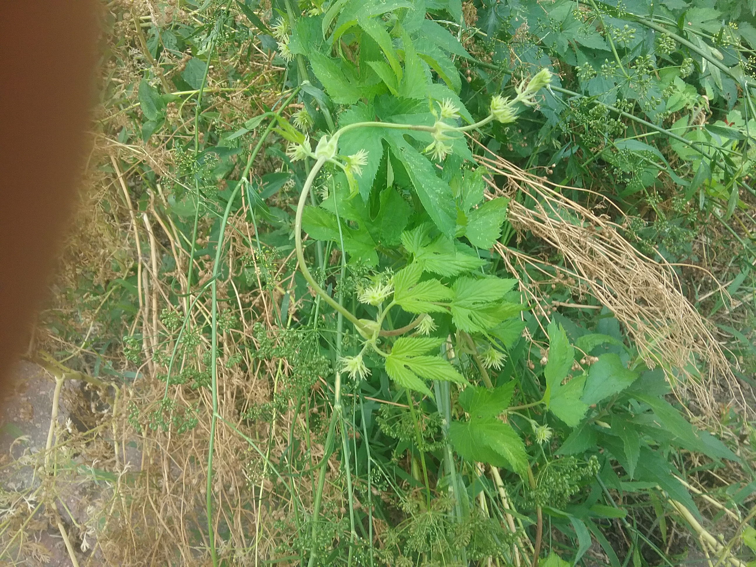 20190805_110317.jpg