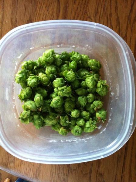 28JUL12 hops harvest.jpg