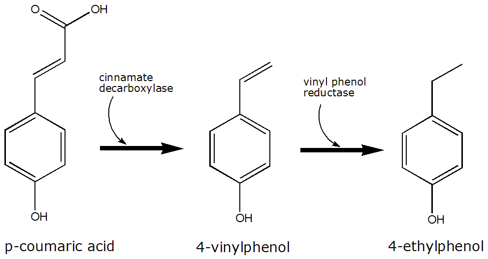 Coumaric_acid_to_4-ethyphenol.png