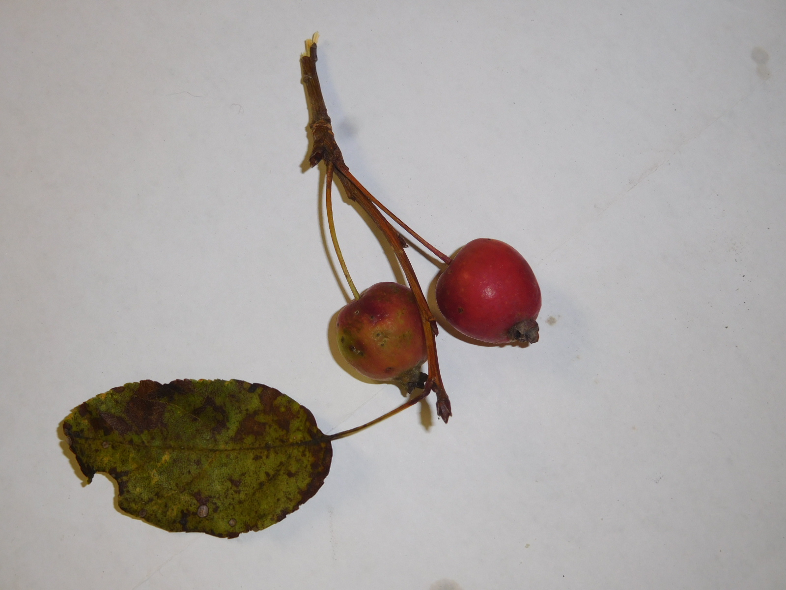 crab apples.JPG