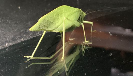 Katydid.JPG