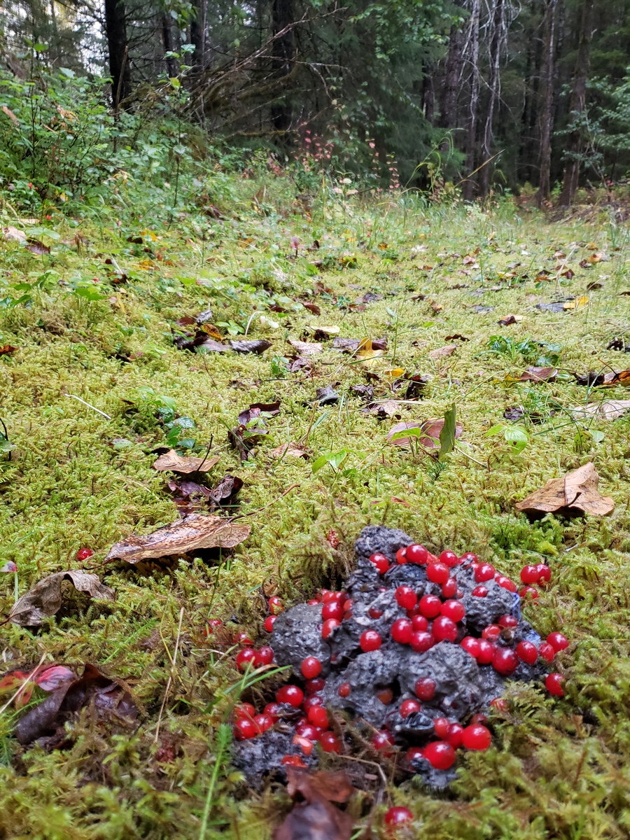 Bear Passed By Here Left Some Cranberries.jpg