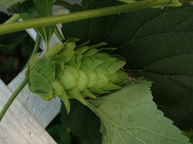 Hop Cones A7:31:12.jpg