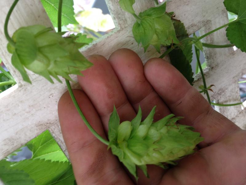 Hops R7:31:12.jpg