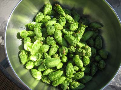 harvest.jpg