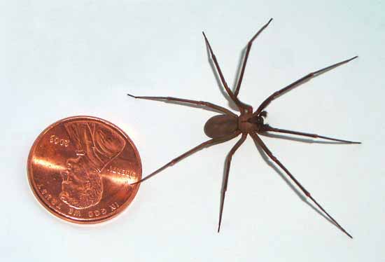 brown-recluse-spiders.jpg