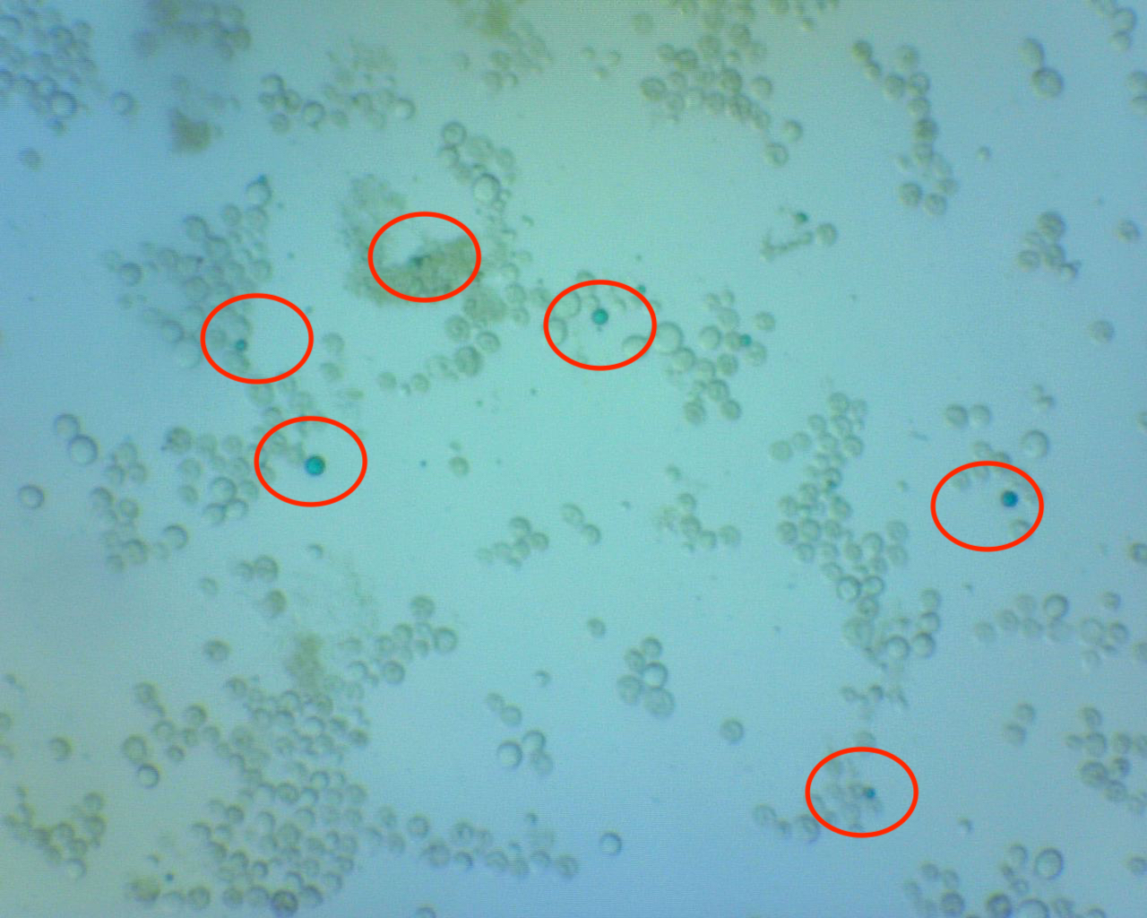 dead-cells.jpeg dead-cells.jpeg