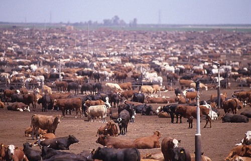 cafo1_0 cows.jpg