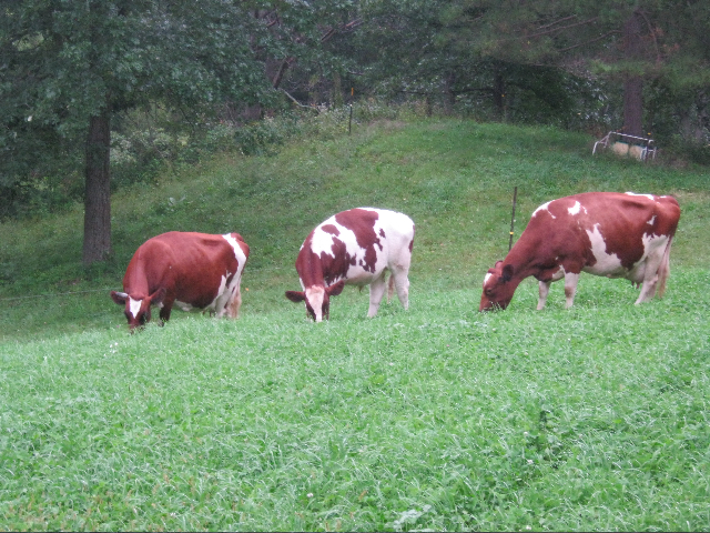 ayrshire girls on grassy knoll.jpg