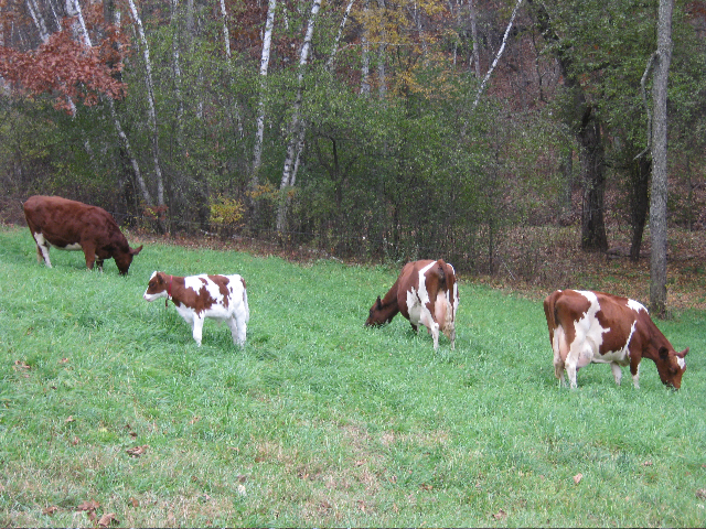 Emily, Lola, Isabelle, Charlie - Heus's.jpg