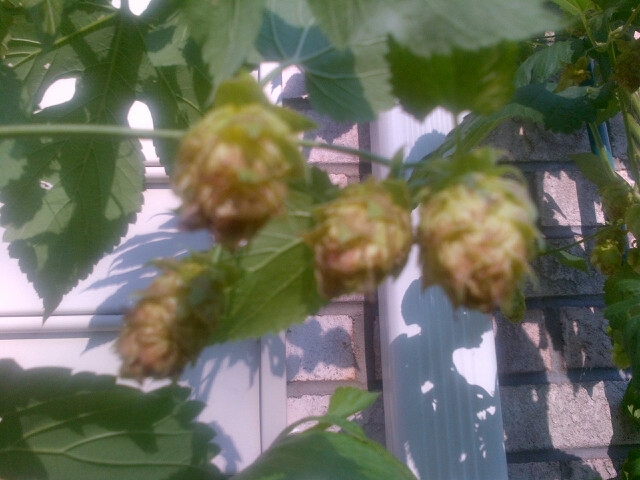 Bug Damaged Centennial Hops.jpg