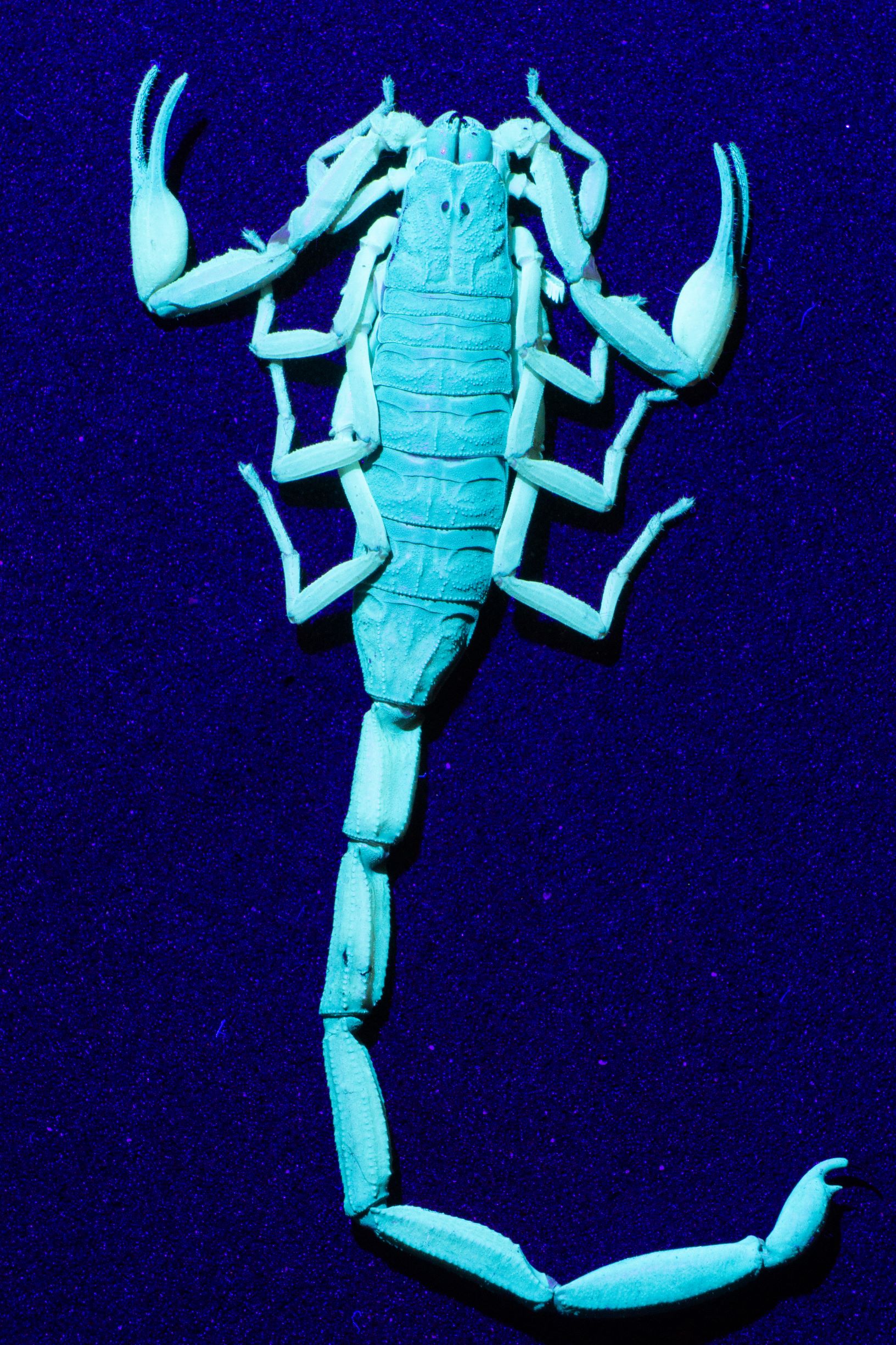 Scorpion UV-05907 small 4mp.jpg