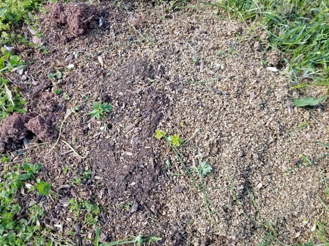 Columbus Hops April 11 2020.jpg