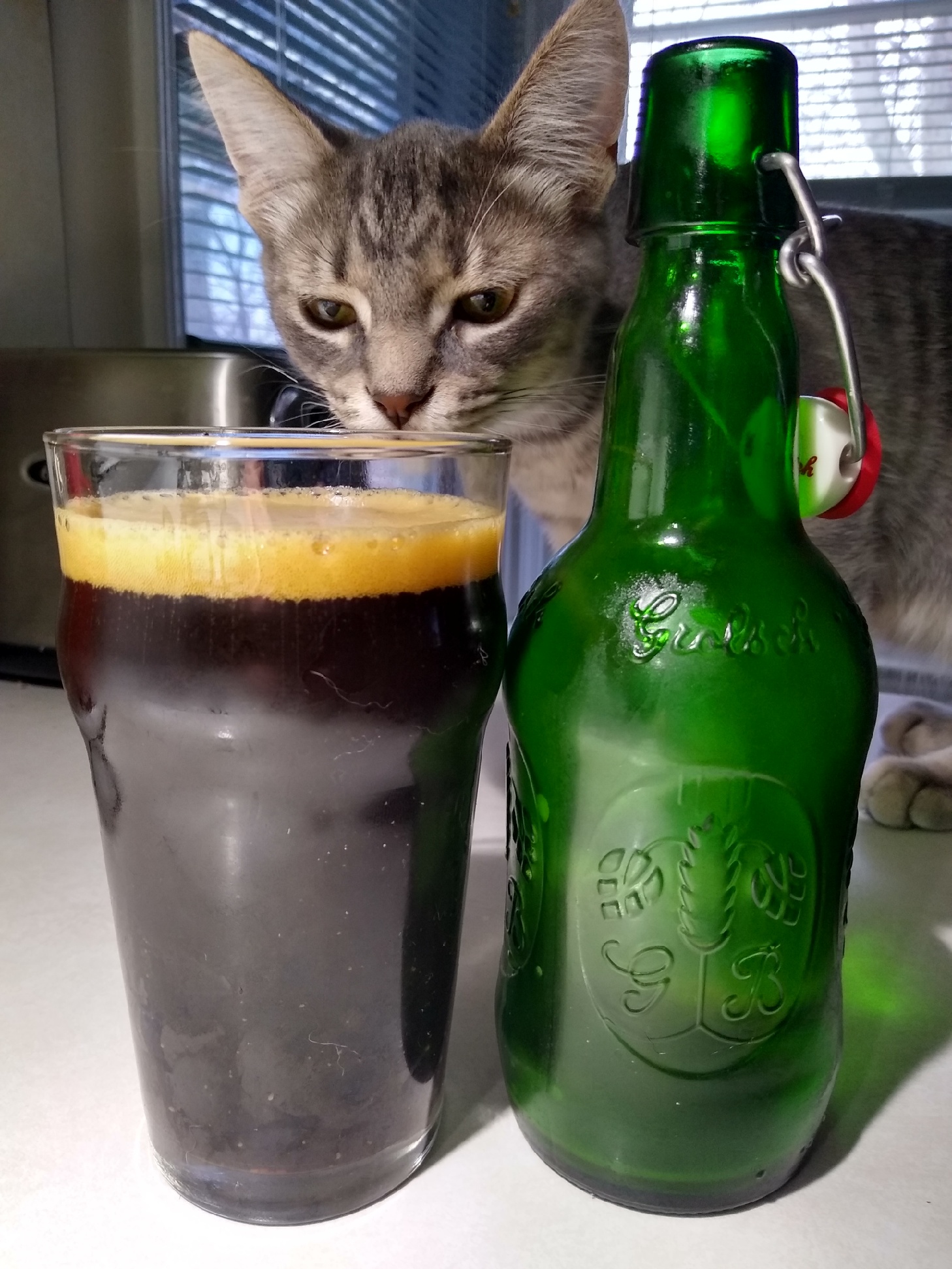 Moose  inspecting beer.jpg