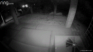 Bear in CO.gif Bear in CO.gif