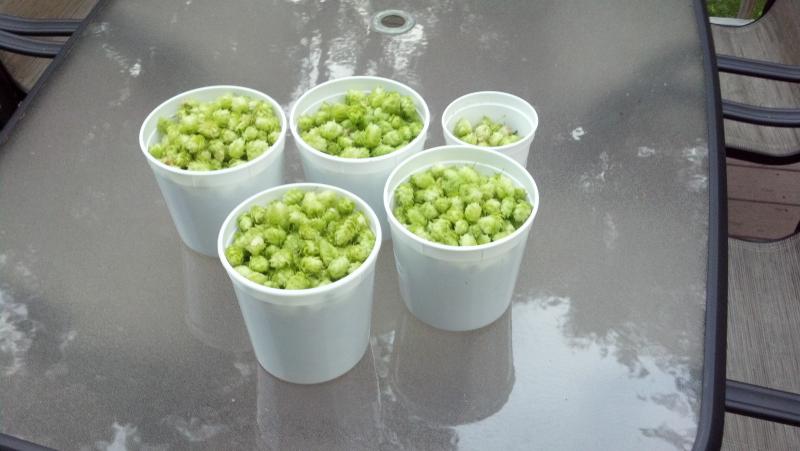 Wild Hop Harvest 2012.jpg