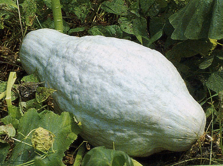 hubbard squash.jpg