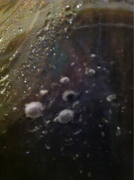 image-1433186468.jpg