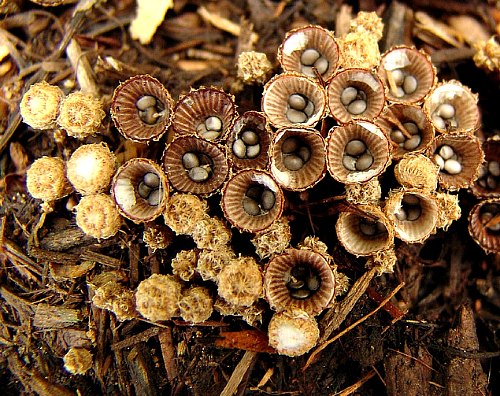 woodchips.jpg