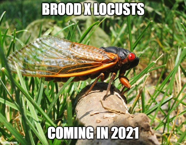 brood x locusts.jpg