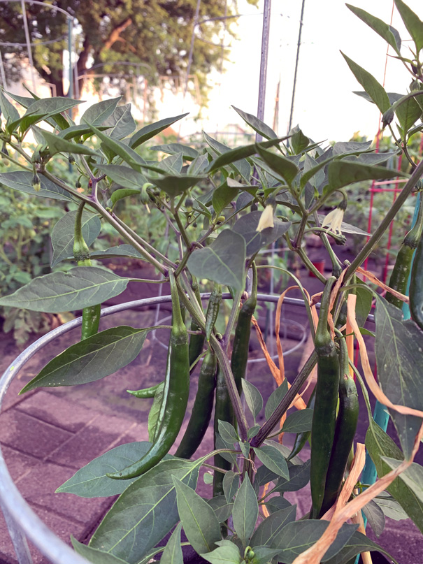 cayenne.jpg